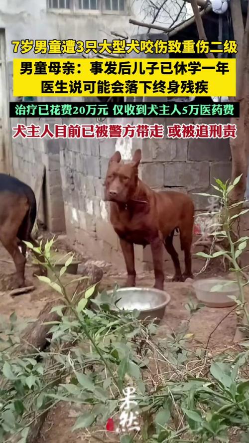 7岁男孩遭3只犬撕咬,7岁男孩遭3只犬撕咬怎么办
