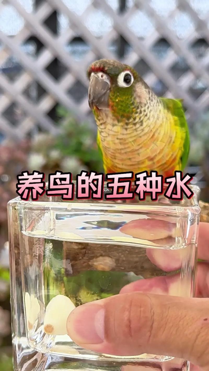 鹦鹉开饮水器喝水,鹦鹉开饮水器喝水好吗