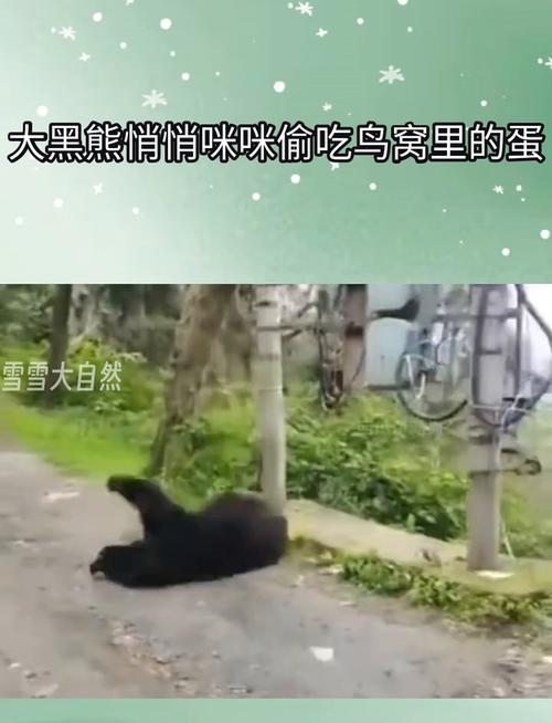 熊闯入家中上桌偷吃,熊闯入家中上桌偷吃食物