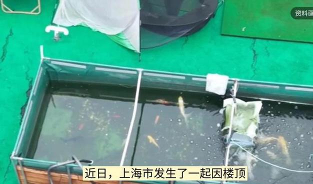 一地下室惊现大鱼池,地下室 鱼池