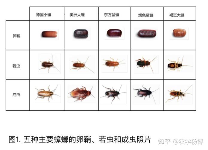 北京现带翅膀大蟑螂,北方带翅膀的蟑螂